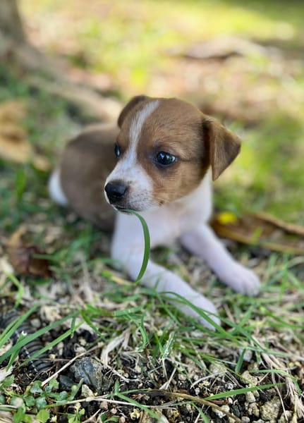 Kovou, mâle berger, né le 14/08/2025