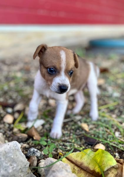 Kovou, mâle berger, né le 14/08/2025