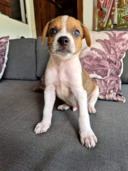 Kovou, mâle berger, né le 14/08/2025