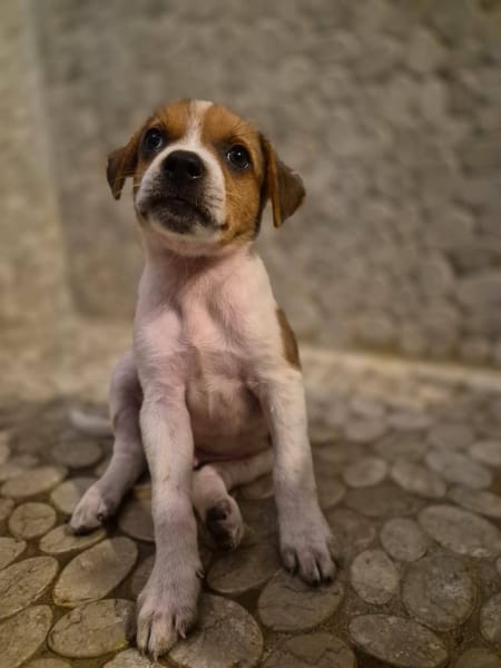 Kovou, mâle berger, né le 14/08/2025