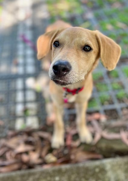 Koa, femelle X berger, née le 10/05/2025