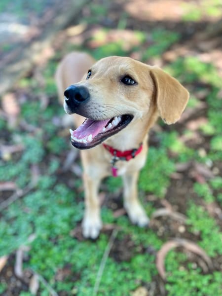 Koa, femelle X berger, née le 10/05/2025