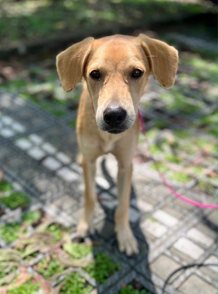 Koa, femelle X berger, née le 10/05/2025