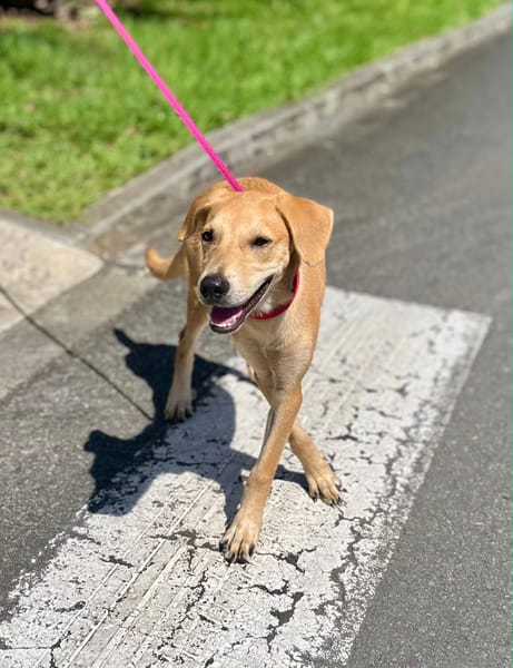 Koa, femelle X berger, née le 10/05/2025