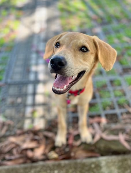 Koa, femelle X berger, née le 10/05/2025