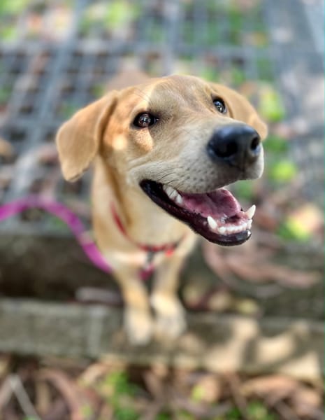 Koa, femelle X berger, née le 10/05/2025