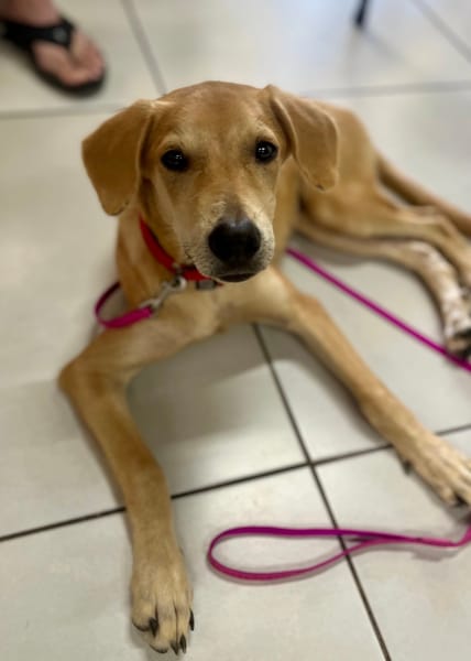 Koa, femelle X berger, née le 10/05/2025