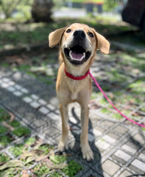 Koa, femelle X berger, née le 10/05/2025