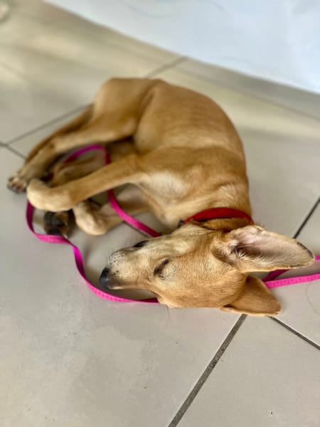 Koa, femelle X berger, née le 10/05/2025