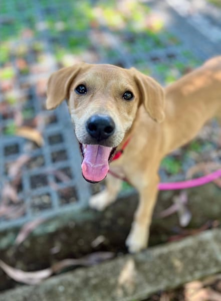 Koa, femelle X berger, née le 10/05/2025