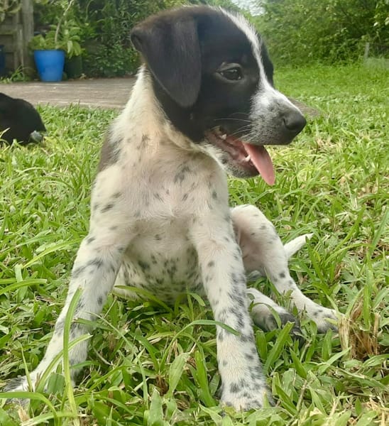 Isao, mâle croisé berger, né le 10/08/2025🐶