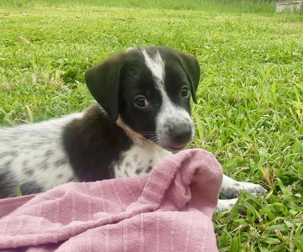 Isao, mâle croisé berger, né le 10/08/2025🐶