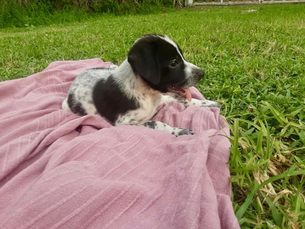 Isao, mâle croisé berger, né le 10/08/2025🐶