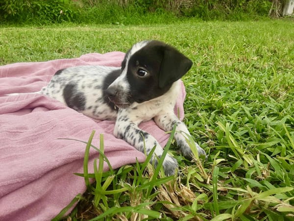 Isao, mâle croisé berger, né le 10/08/2025🐶