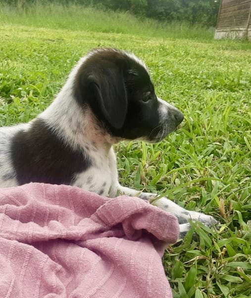 Isao, mâle croisé berger, né le 10/08/2025🐶