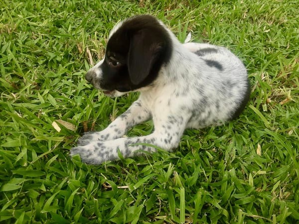 Isao, mâle croisé berger, né le 10/08/2025🐶