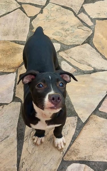 Iris, femelle croisée créole, née le 25/06/2025 🐶