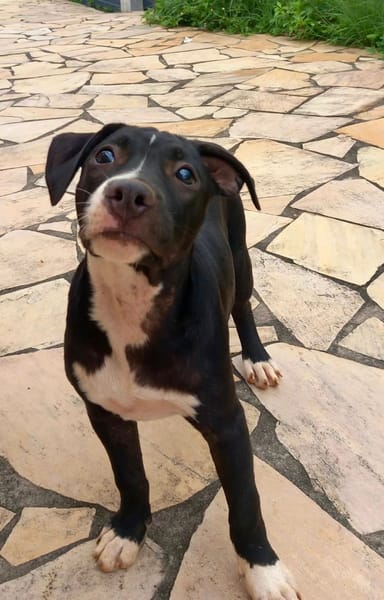 Iris, femelle croisée créole, née le 25/06/2025 🐶