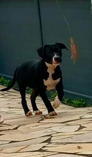 Iris, femelle croisée créole, née le 25/06/2025 🐶