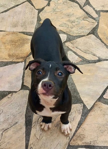 Iris, femelle croisée créole, née le 25/06/2025 🐶