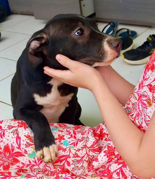 Iris, femelle croisée créole, née le 25/06/2025 🐶