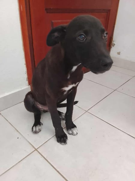 Highway, mâle berger,né le 21/06/2025 🐶