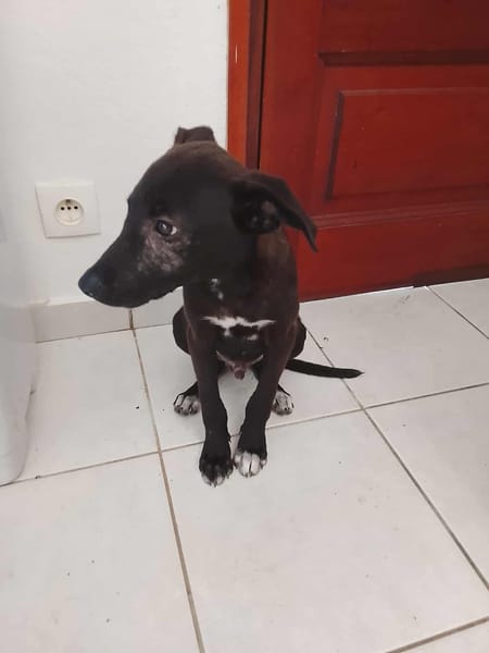 Highway, mâle berger,né le 21/06/2025 🐶