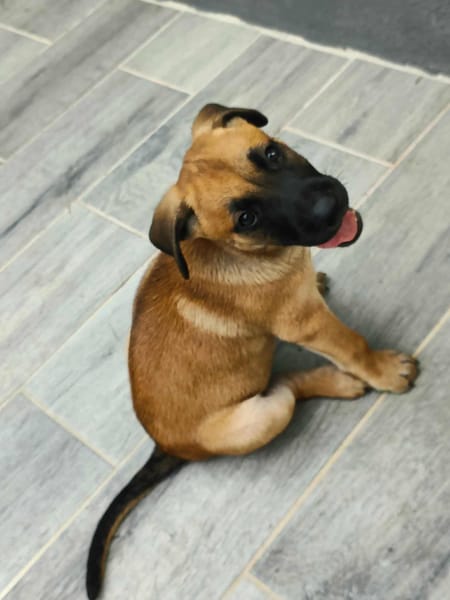 Half, mâle croisé berger malinois, né le 10/08/2025 🐶