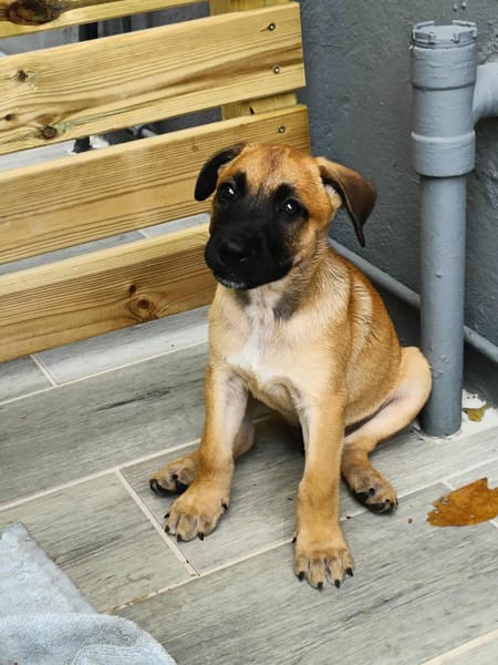 Half, mâle croisé berger malinois, né le 10/08/2025 🐶