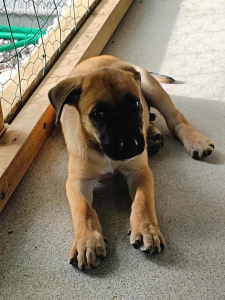 Half, mâle croisé berger malinois, né le 10/08/2025 🐶