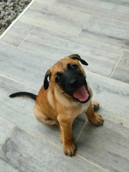 Half, mâle croisé berger malinois, né le 10/08/2025 🐶