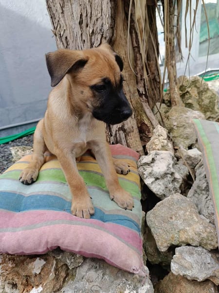 Half, mâle croisé berger malinois, né le 10/08/2025 🐶