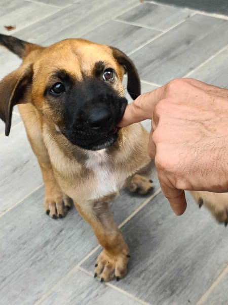 Half, mâle croisé berger malinois, né le 10/08/2025 🐶