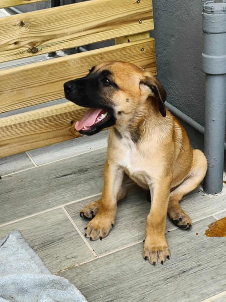 Half, mâle croisé berger malinois, né le 10/08/2025 🐶