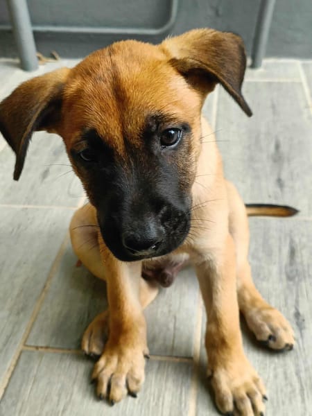 Half, mâle croisé berger malinois, né le 10/08/2025 🐶