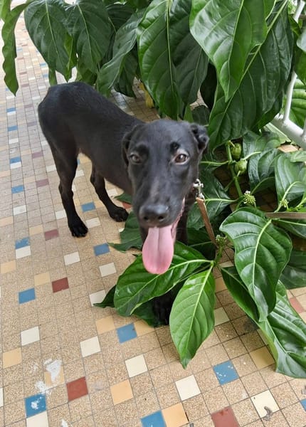 Dusty, mâle croisé berger, né le 15/06/2025 🐶