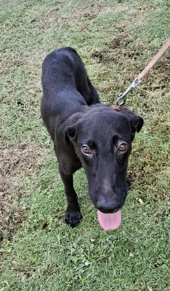 Dusty, mâle croisé berger, né le 15/06/2025 🐶