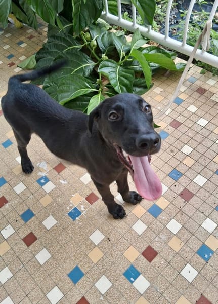 Dusty, mâle croisé berger, né le 15/06/2025 🐶