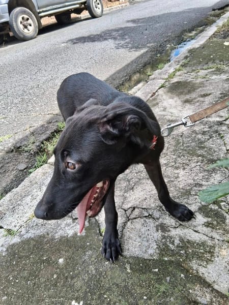 Dusty, mâle croisé berger, né le 15/06/2025 🐶