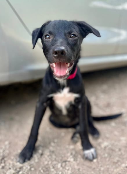 Dobbie, femelle berger, née le 21/06/2025 🐶