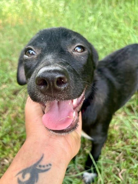 Dobbie, femelle berger, née le 21/06/2025 🐶