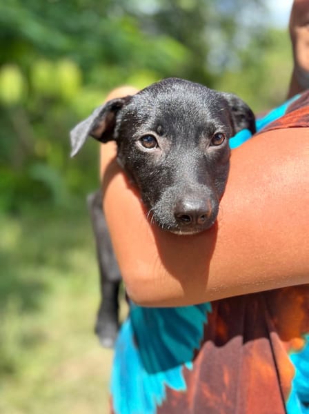 Dobbie, femelle berger, née le 21/06/2025 🐶