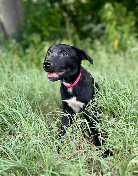 Dobbie, femelle berger, née le 21/06/2025 🐶