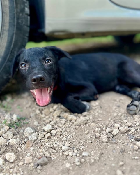 Dobbie, femelle berger, née le 21/06/2025 🐶