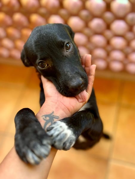 Dobbie, femelle berger, née le 21/06/2025 🐶