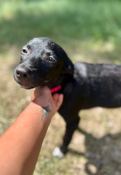 Dobbie, femelle berger, née le 21/06/2025 🐶