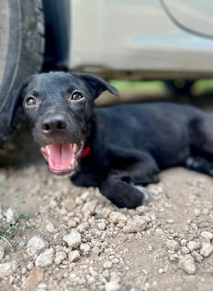 Dobbie, femelle berger, née le 21/06/2025 🐶