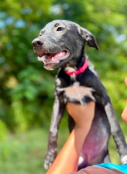 Dobbie, femelle berger, née le 21/06/2025 🐶