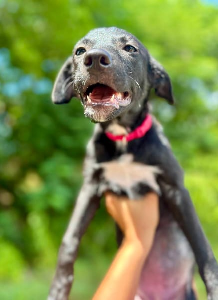 Dobbie, femelle berger, née le 21/06/2025 🐶