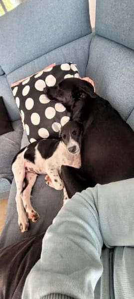 Crumble, mâle croisé berger, né le 26/06/2025 🐶